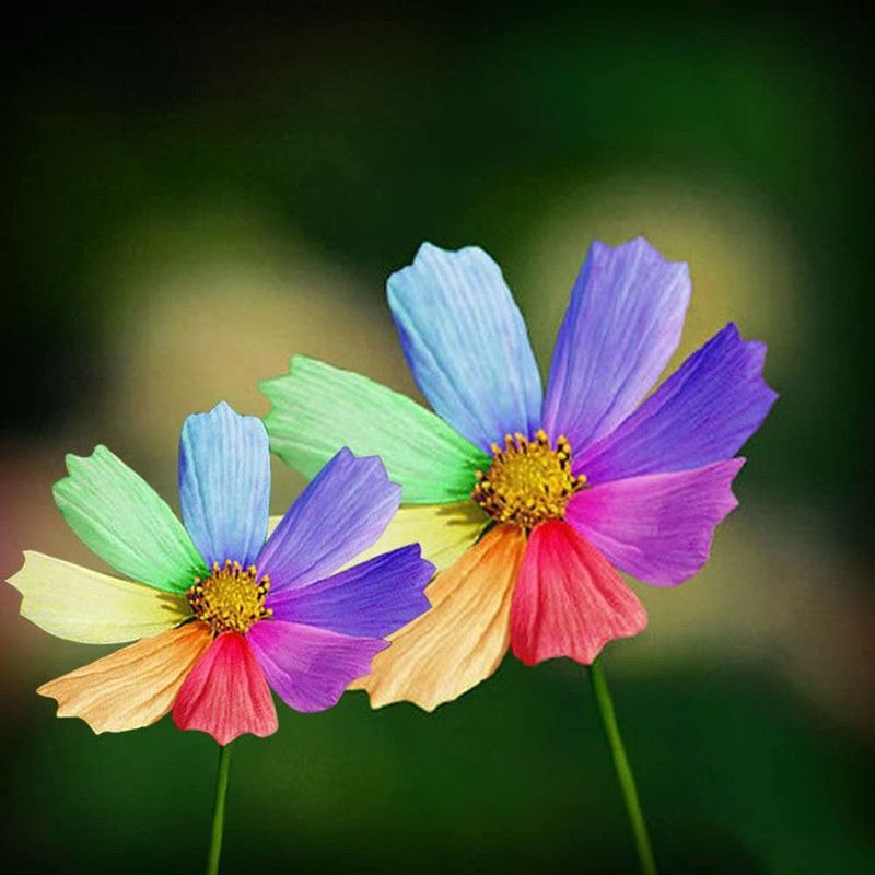 CYBEXIS Rainbow Chrysanthemum Seeds Flower Seed  (1 g)