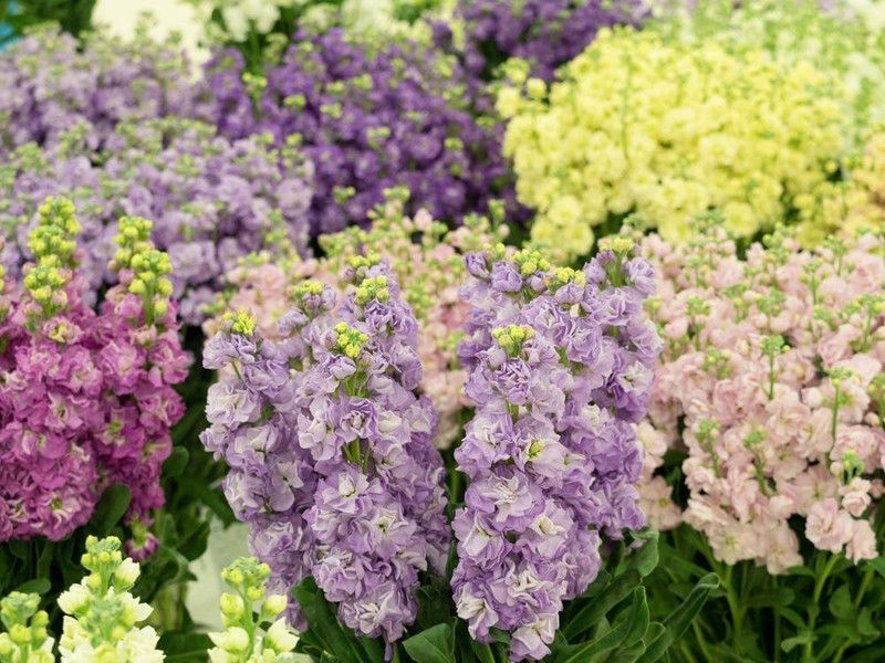 CYBEXIS Stocks Ten Week Mix Seeds, Matthiola Seeds Seed  (50 per packet)