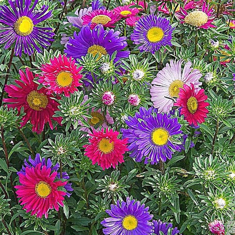 KANAYA Aster" Duchess Mixed" Hybrid Seed  (55 per packet)