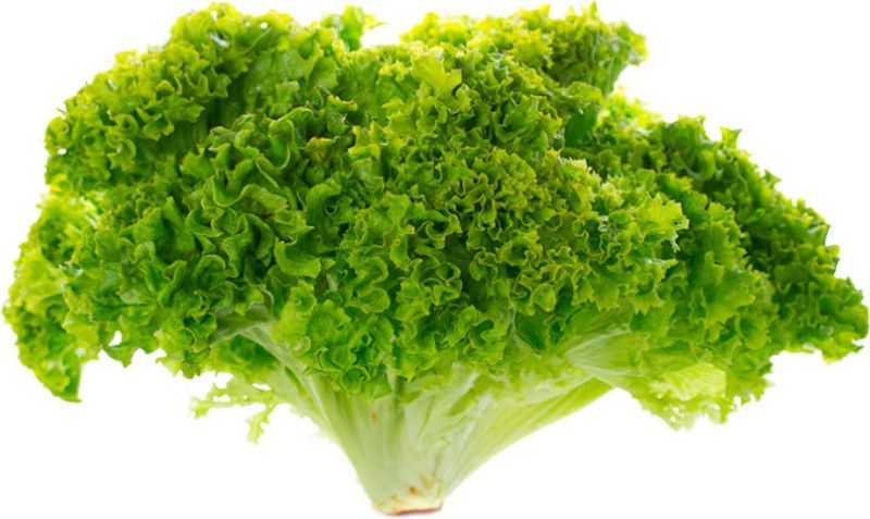 XOLDA Lettuce Curly Hybrid Seed  (42 per packet)