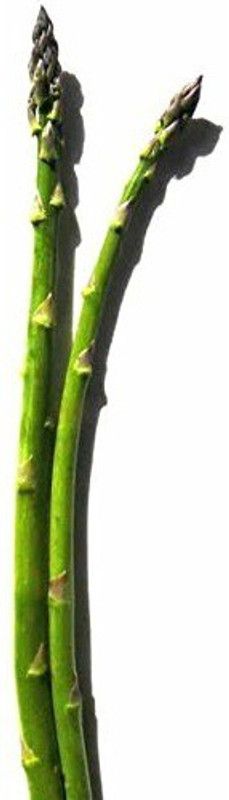 Qualtivate Asparagus seeds Seed  (25 per packet)