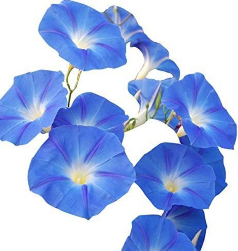 CYBEXIS Heavenly Blue Morning Blooming Vine Seeds Seed  (50 per packet)