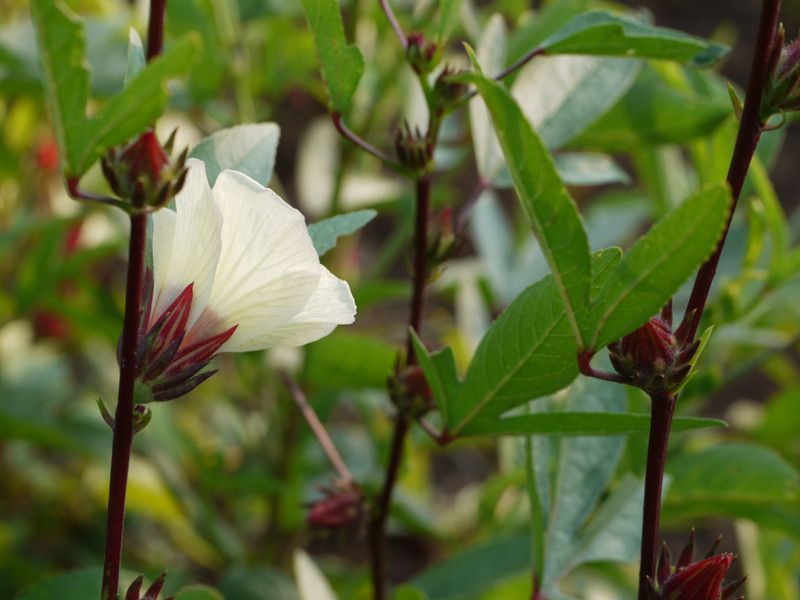 CooPany HIGH YIELDING GONGURA / KENAF LEAVES / AMBAADI / PULICHA KEERAI SEEDS 20 GRAMS 1000 SEEDS Seed  (1000 per packet)