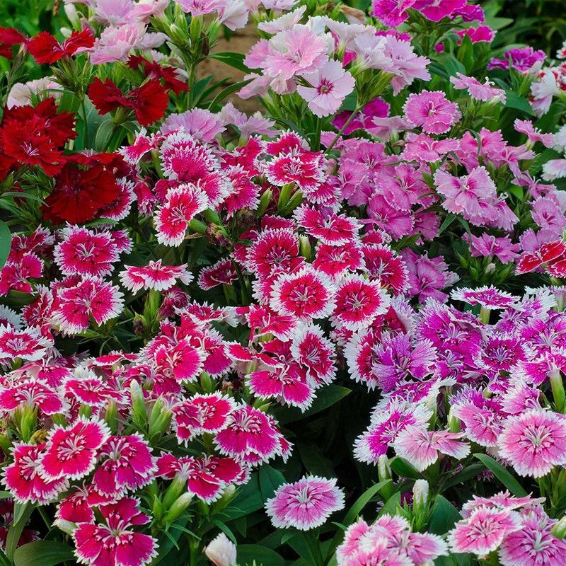 JRYU Dianthus Barbatus Mixed Seeds For Kitchen Gardening Seed  (80 per packet)