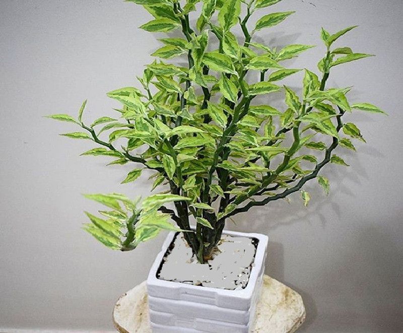 Vamsha Nature Care Euphorbia Plant  (Hybrid, Pack of 1)