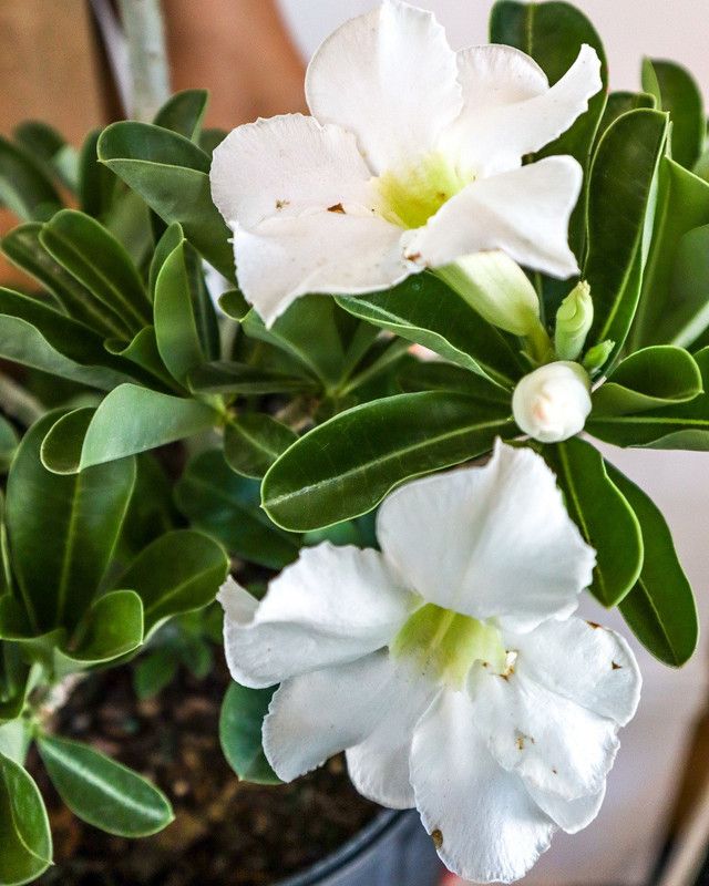 Oxygreenplant Adenium Plant  (Hybrid, Pack of 1)
