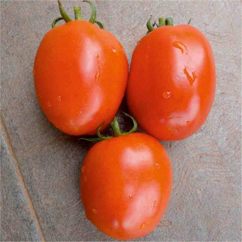 CYBEXIS Madhuri Hybrid Tomato1000 Seeds Seed  (1000 per packet)