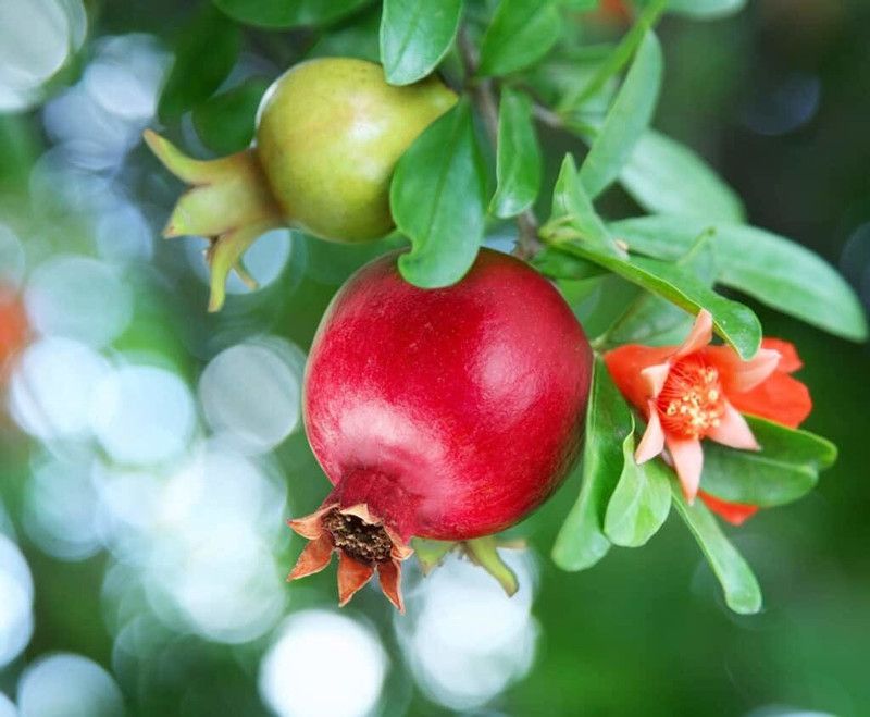 XOLDA Pomegranate ( Anaar ) Hybrid Seed  (25 per packet)