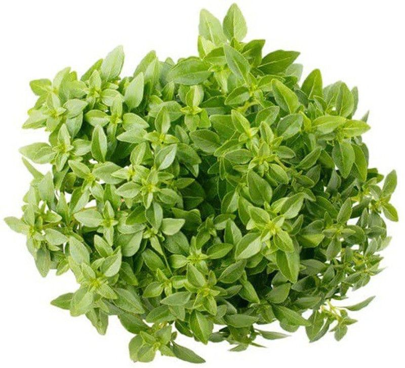 VibeX ® VXI-30 Greek Columnar Basil Seeds Seed  (1000 per packet)