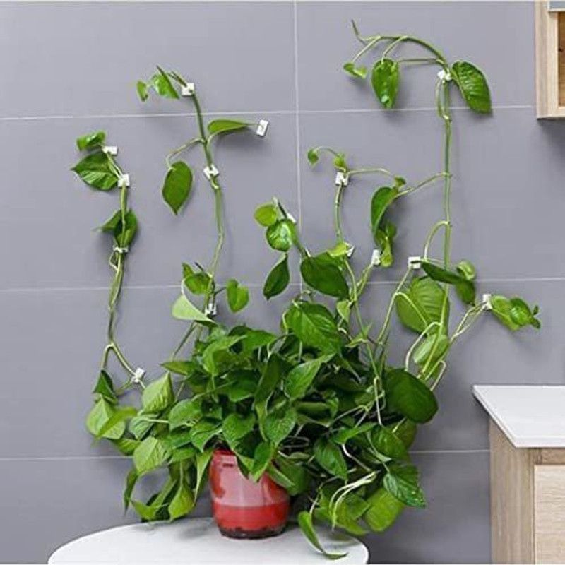 Myraa Plant Climbing Wall Fixing Clip | Indoor Cable Tie Clip | Self Adhesive Hook Plant Straightener  (Pack of 30)