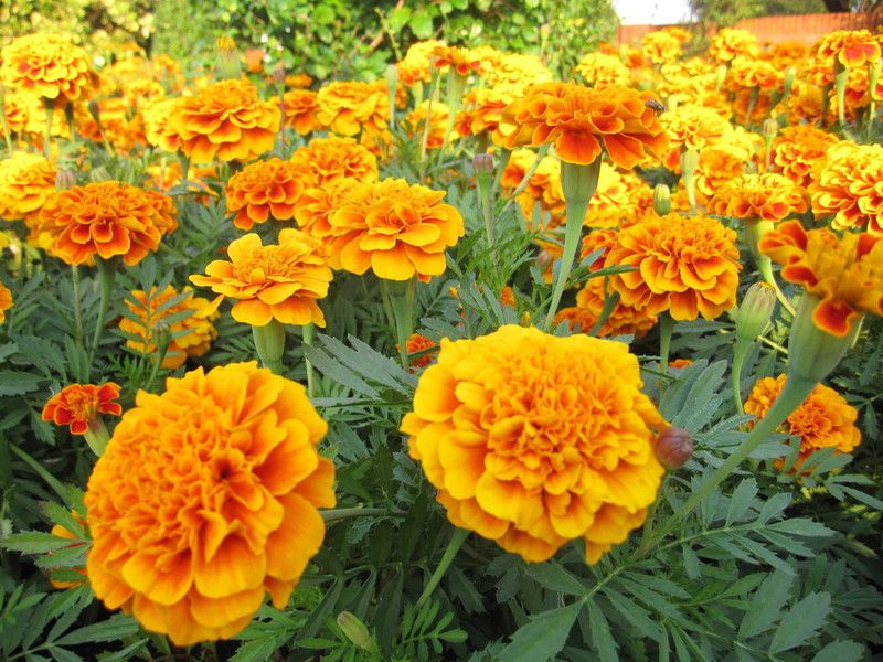 VERTISE French Marigold Seeds for Planting Outdoors Orange Seed  (500 per packet)