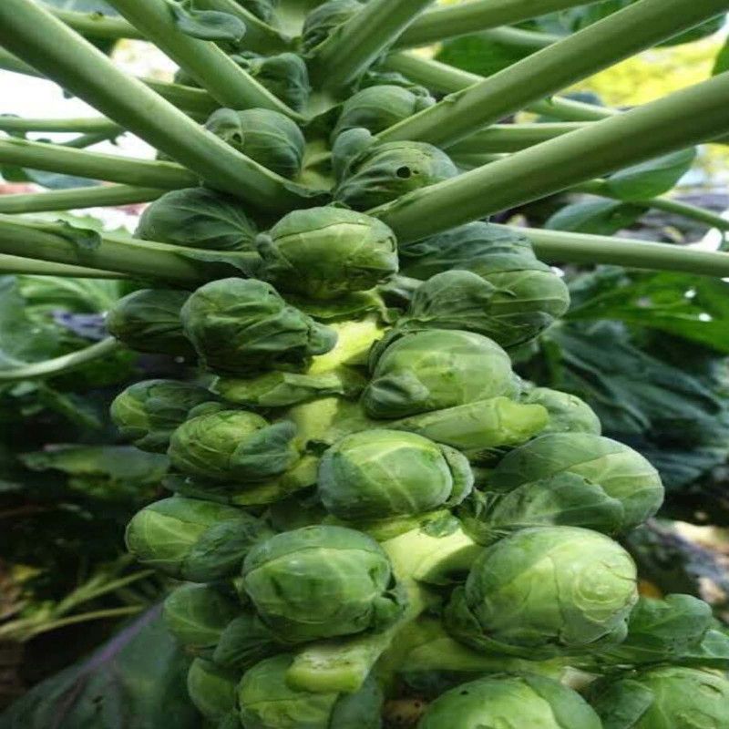 VibeX SPROUT BRUSSEL Seed  (10 per packet)