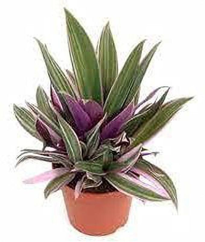 EVY Rhoeo Plant  (Hybrid, Pack of 1)