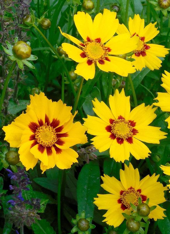 Mozette Coreopsis Flower Seed  (40 per packet)