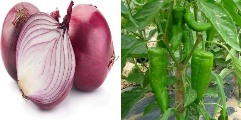 xcentax Chilli F1 Corno DI Torro (Hybrid), Onion Seed  (20 per packet)