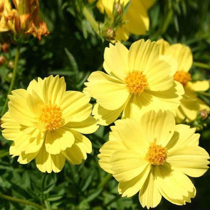 SAGAR Cosmos Yellow Seed  (315 per packet)