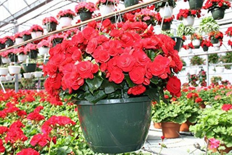 CYBEXIS ATS-16 - Begonia Flower - (270 Seeds) Seed  (270 per packet)