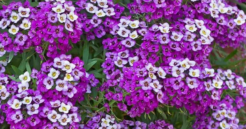 Mozette Sweet allaysum flower Seed  (36 per packet)