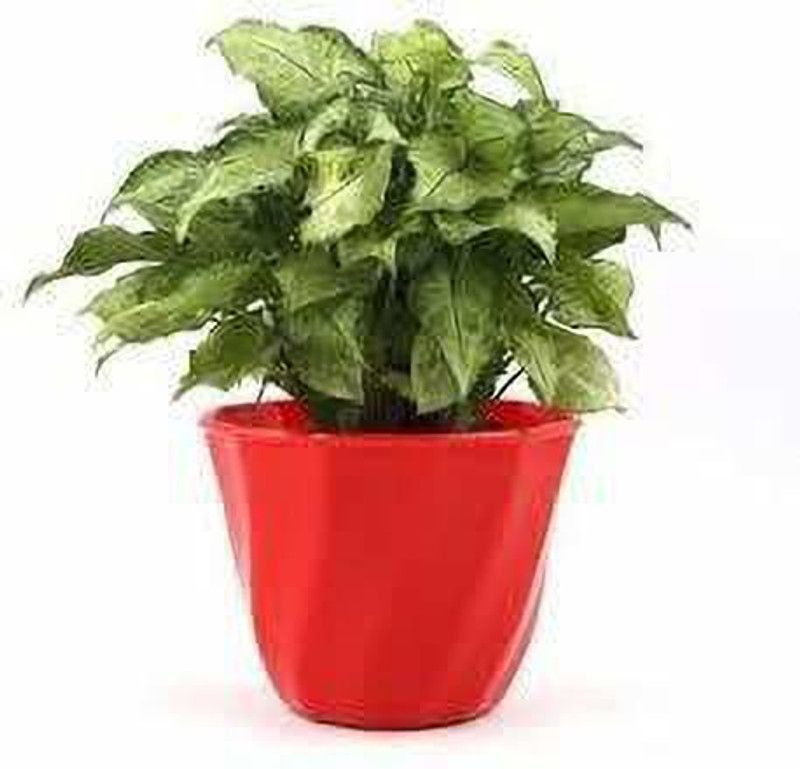 Indian Flora Syngonium Plant  (Pack of 1)