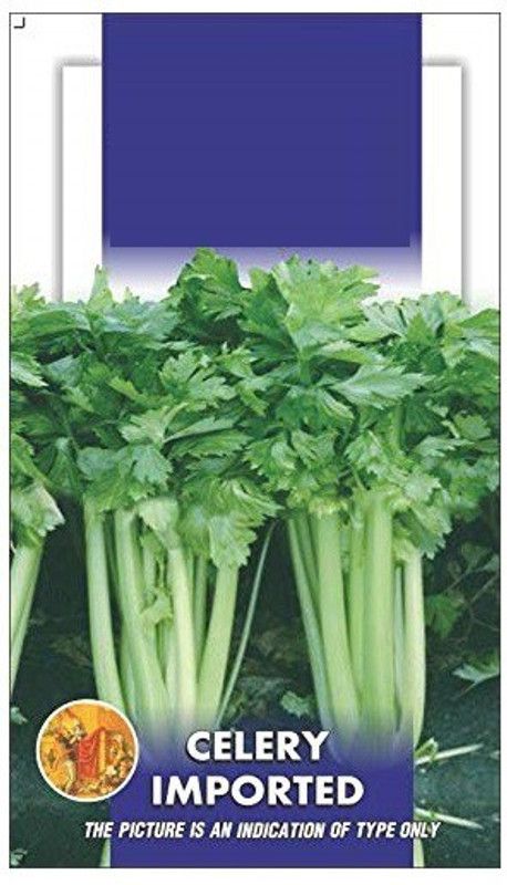Biosnyg Celery Stick Imported Tall Utah Seeds 25gm Seeds Seed  (25 g)