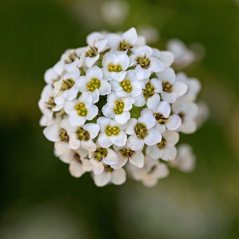 Shivnami Alyssum White, Lobularia maritima, Sweet Alison, Sweet Alyssum Seed  (50 per packet)