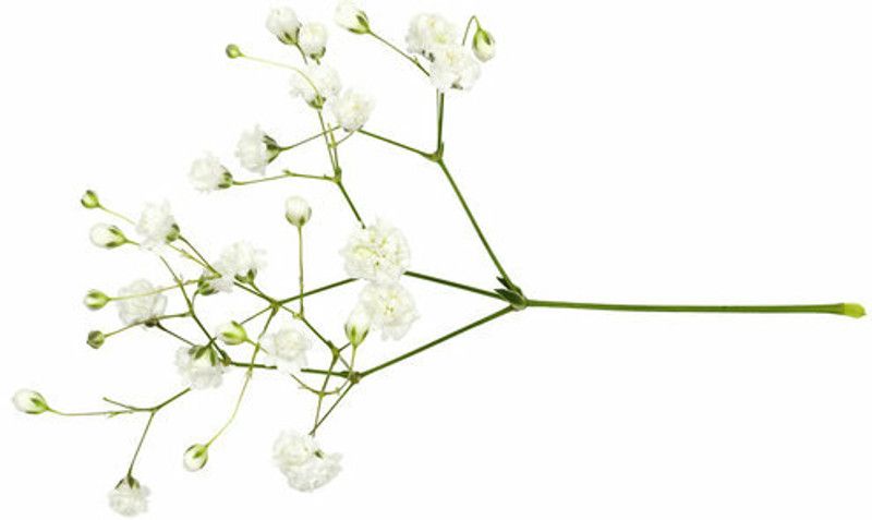 Mozette Gypsophila flower Seed  (25 per packet)