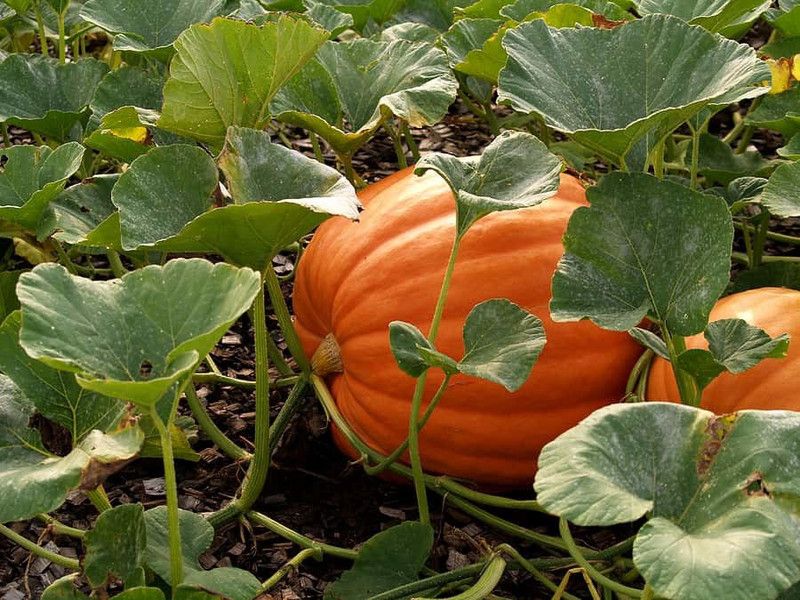 Paudha Pumpkin Kaddoo Seed  (39 per packet)