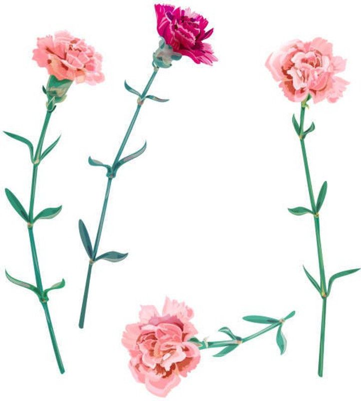 Splorias Carnation Flower Seed  (25 per packet)
