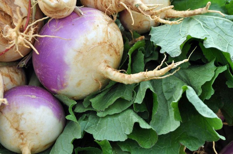 Mozette Turnip Seed  (28 per packet)