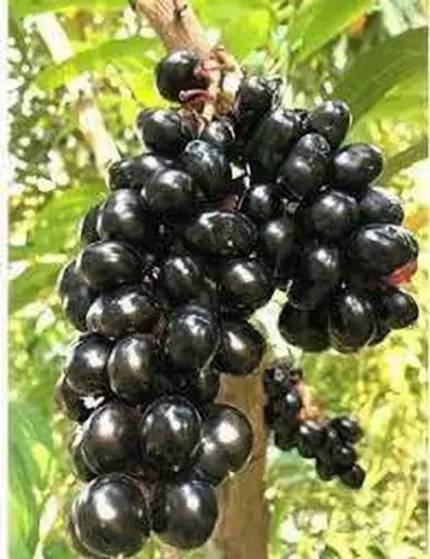 Ritz Nursary Berry Plant  (Hybrid, Pack of 1)