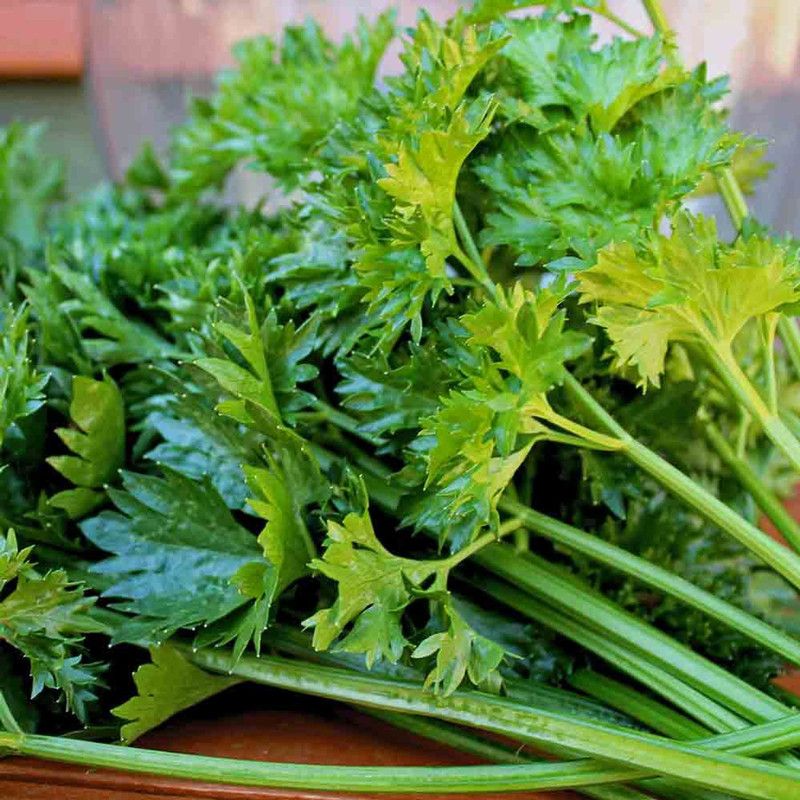 PMB Celery Seed  (25 per packet)