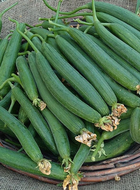 UGRA Long Tori/sponge Gourd Seed  (1000 per packet)