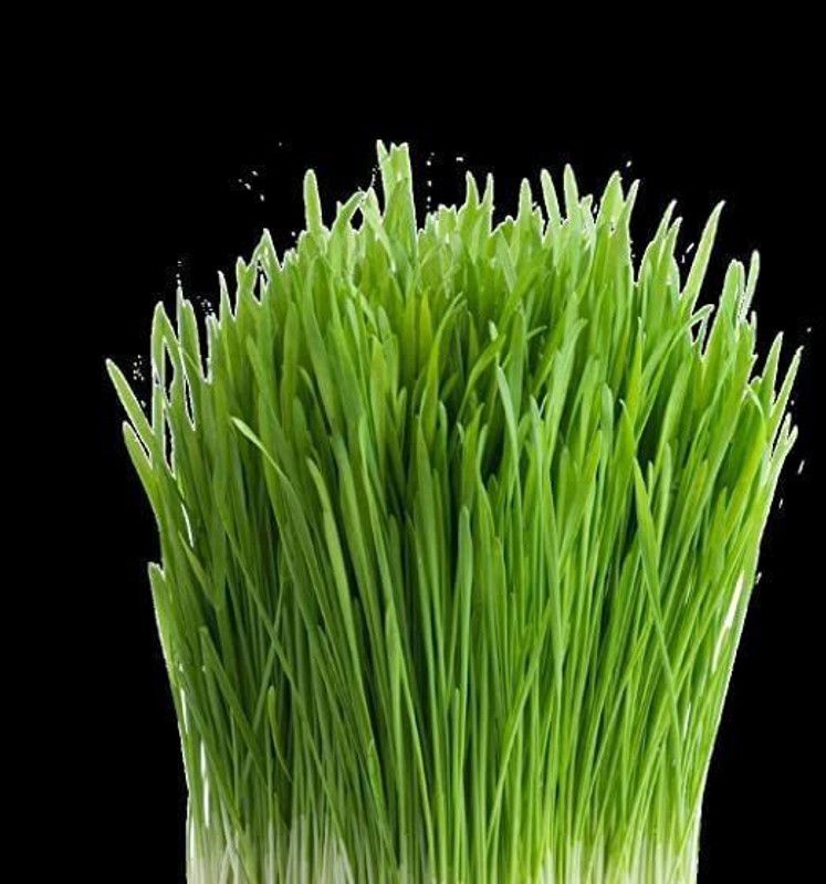 VibeX PUAS-43 - Cat Wheatgrass - (22500 Seeds) Seed  (22500 per packet)