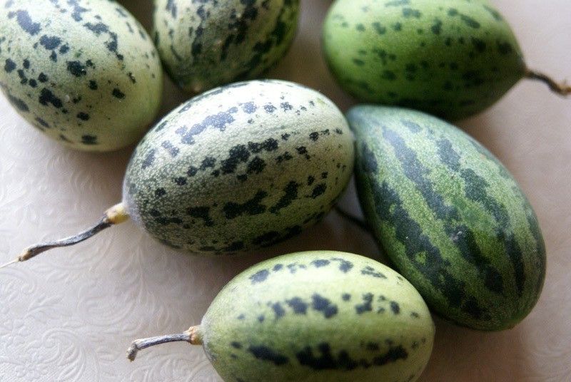 UGRA Foot Desi Kachri Quality Fruit Seeds Seed  (150 per packet)