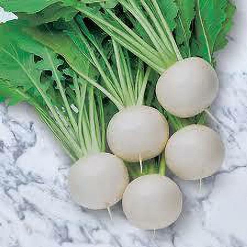 XOLDA Organic Turmp white Seed  (45 per packet)