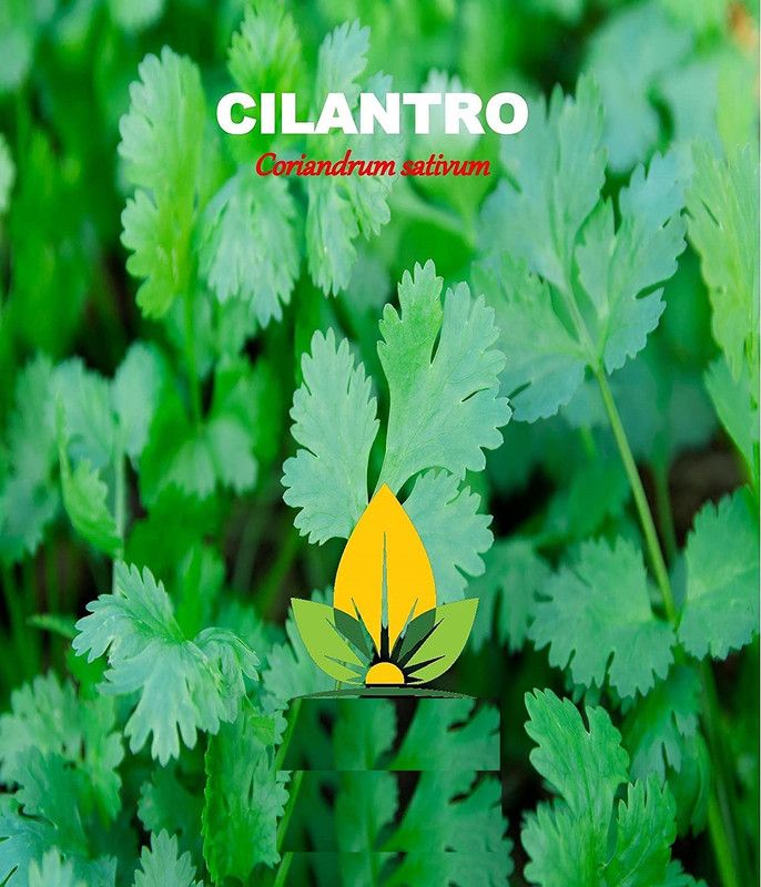CYBEXIS NBIR-76 - Cilantro Culinary Herb - (2250 Seeds) Seed  (2250 per packet)