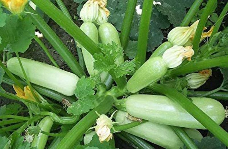 VibeX ® RXI-214 Zucchini Bush Type White Seeds Seed  (100 per packet)
