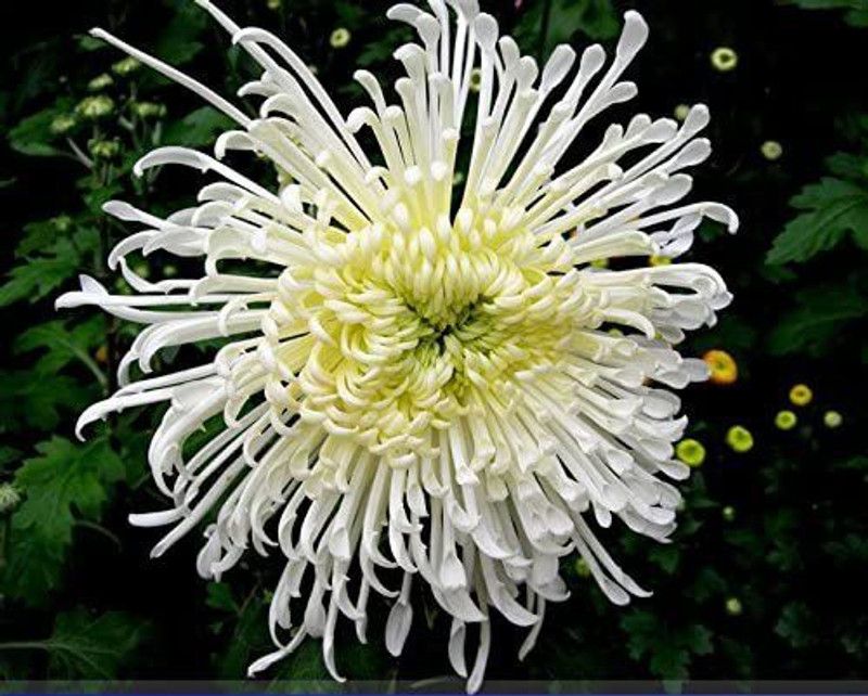 CYBEXIS White Spider Chrysanthemum Bonsai Flower Seeds Seed  (25 per packet)