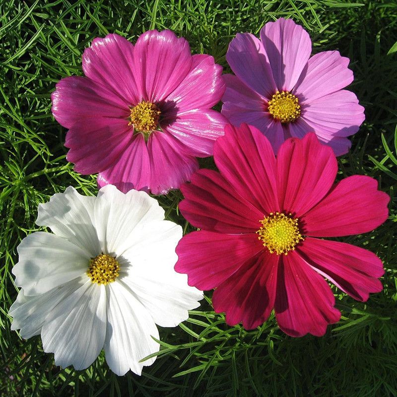 CYBEXIS Cosmos, Sensation Mixed Seeds Seed  (25 per packet)