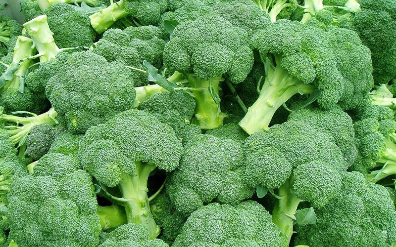 MKR Enterprises Broccli Seed  (250 per packet)