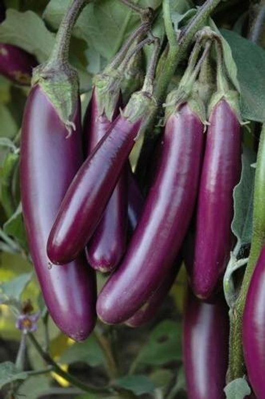 PMB Organic Brinjal purple long Seed  (22 per packet)