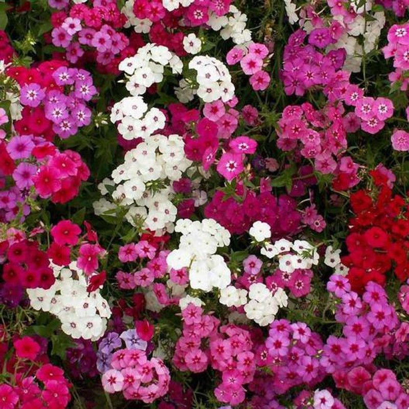 sporos Garden Phlox Mixed Hybrid Flower Seed  (50 per packet)