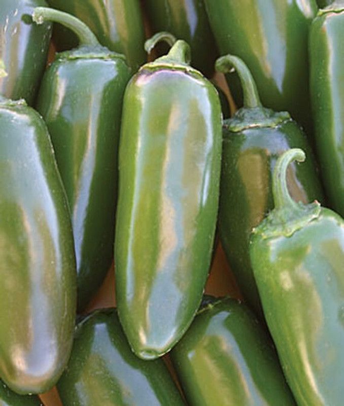 VibeX Pepper, Hot, Jalapeño Gigante Seed  (120 per packet)