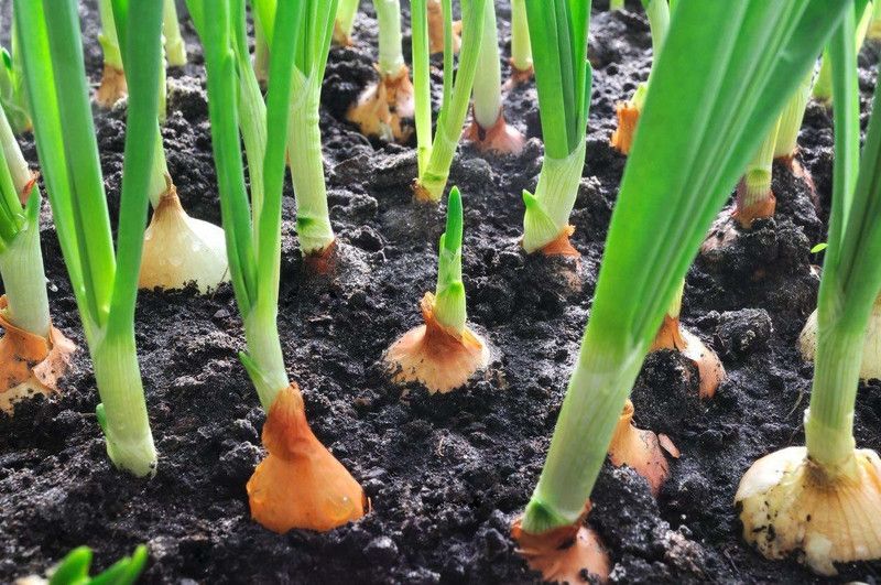 VibeX ® VMR-1093 Orange Onion | Pyaj Hybrid Seeds Seed  (1000 per packet)