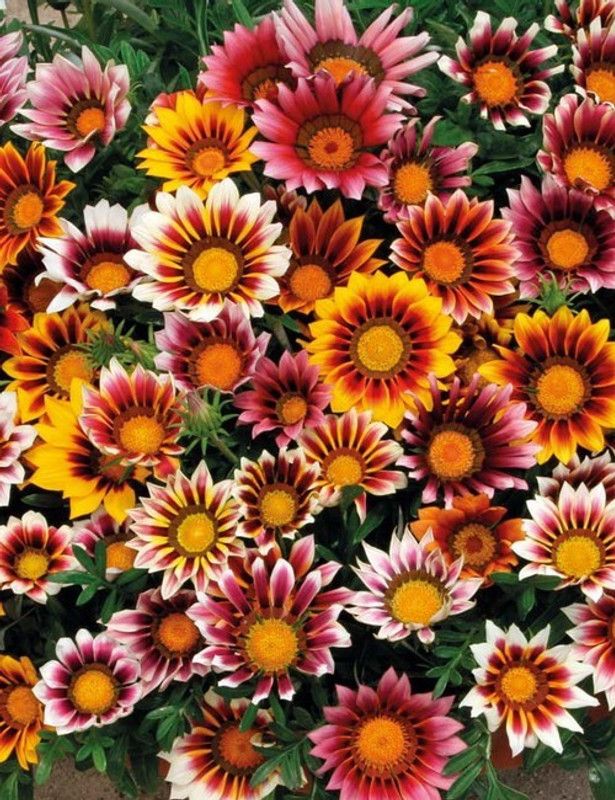 PMB Gazania Star Light Dwarf Seed  (30 per packet)
