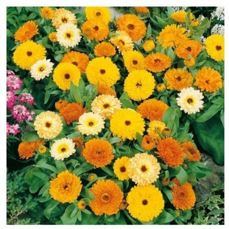 Mozette Calendula mix Seed  (86 per packet)