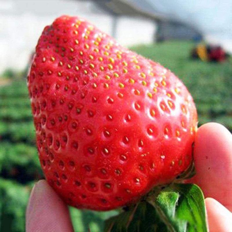 WILLVINE Fruit Plant Bonsai Home Garden Red Strawberry Seed Seed  (100 per packet)