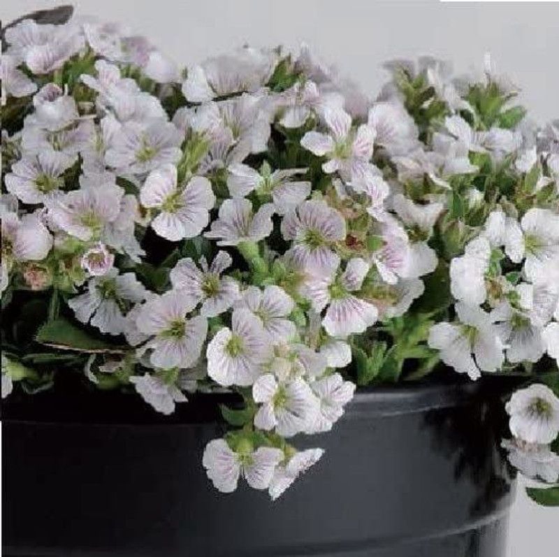 CYBEXIS Flower - Gypsophila cerastioides Pixie Splash Seed  (50 per packet)
