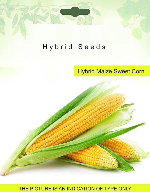 WILLVINE Hybrid Maize Sweet Corn Seeds Seed  (500 per packet)