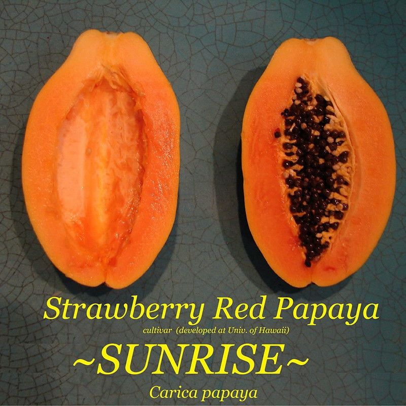 WILLVINE Hybrid Strawberry RED PAPAYA Seed  (100 per packet)